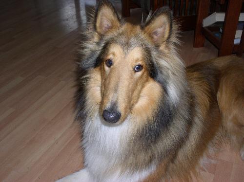 Charlie - photo 3