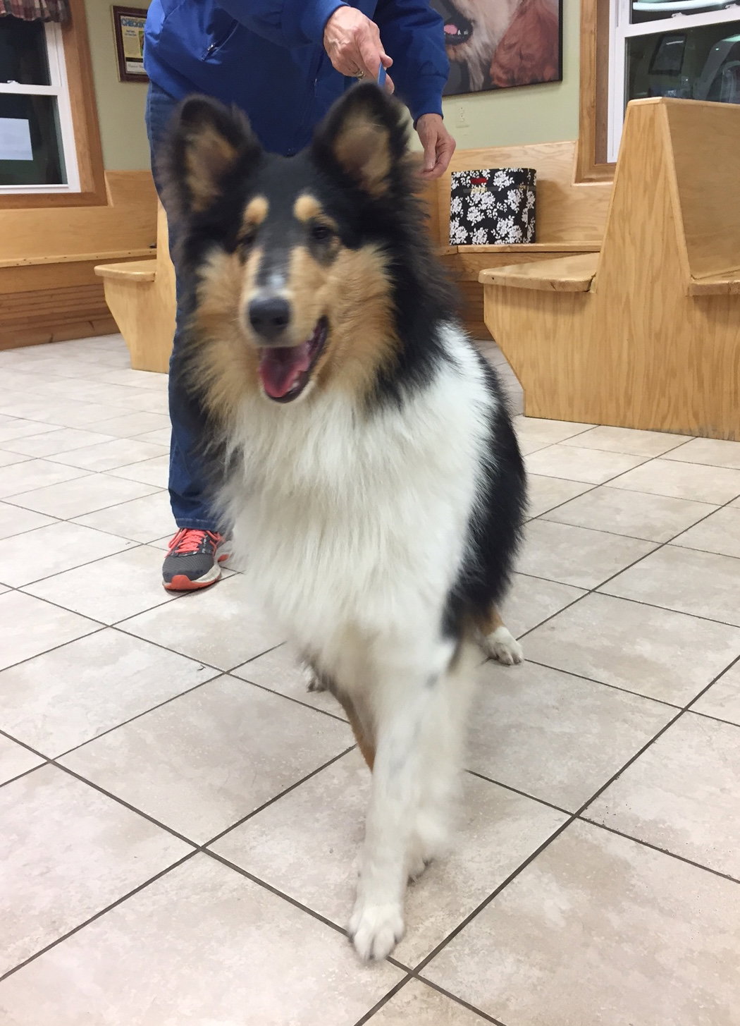 Ladybug a Young Female Collie (long coat) adopted through Collie Rescue