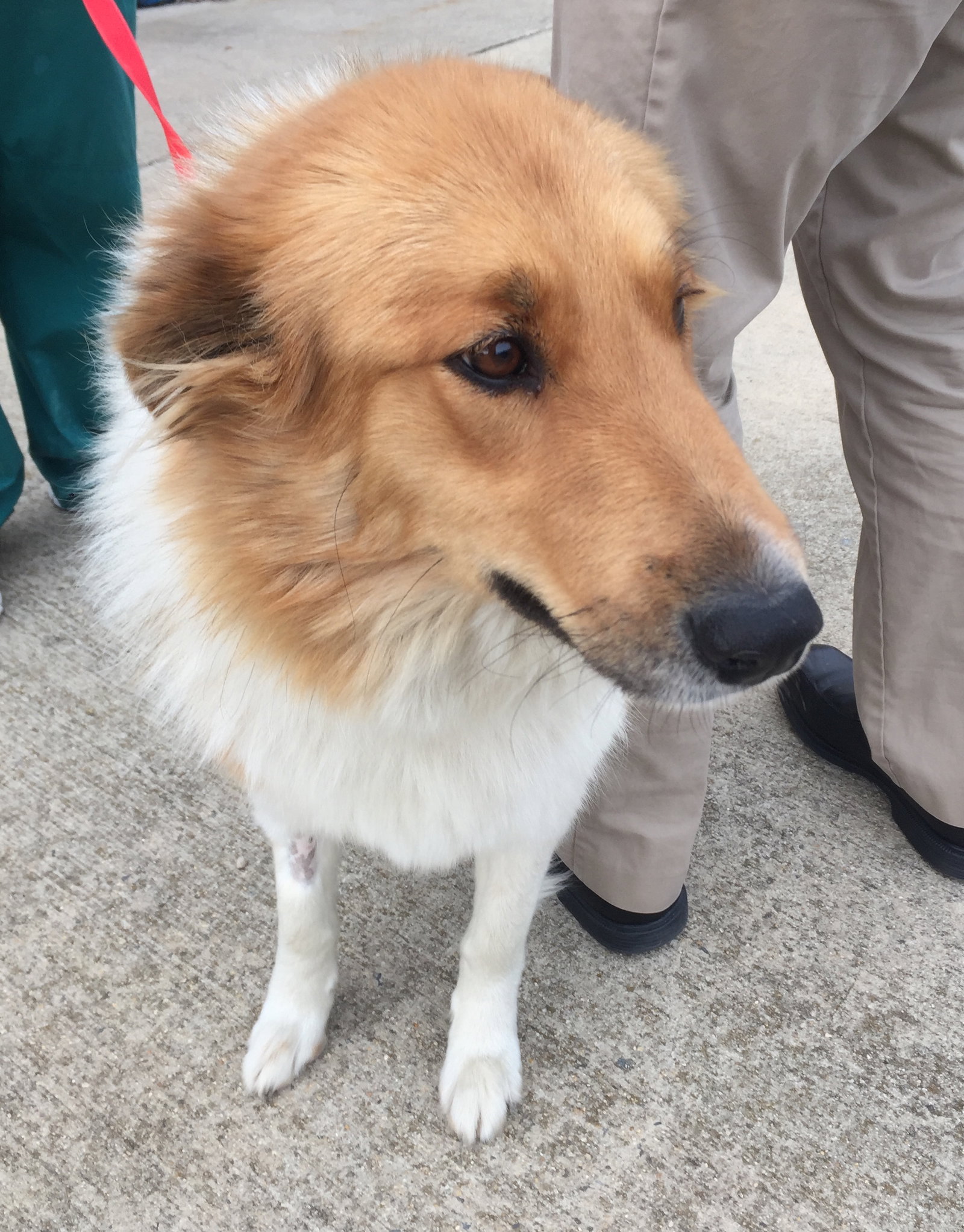 Molly a Adult Female Collie / Mixed (long coat) adopted through Collie Rescue