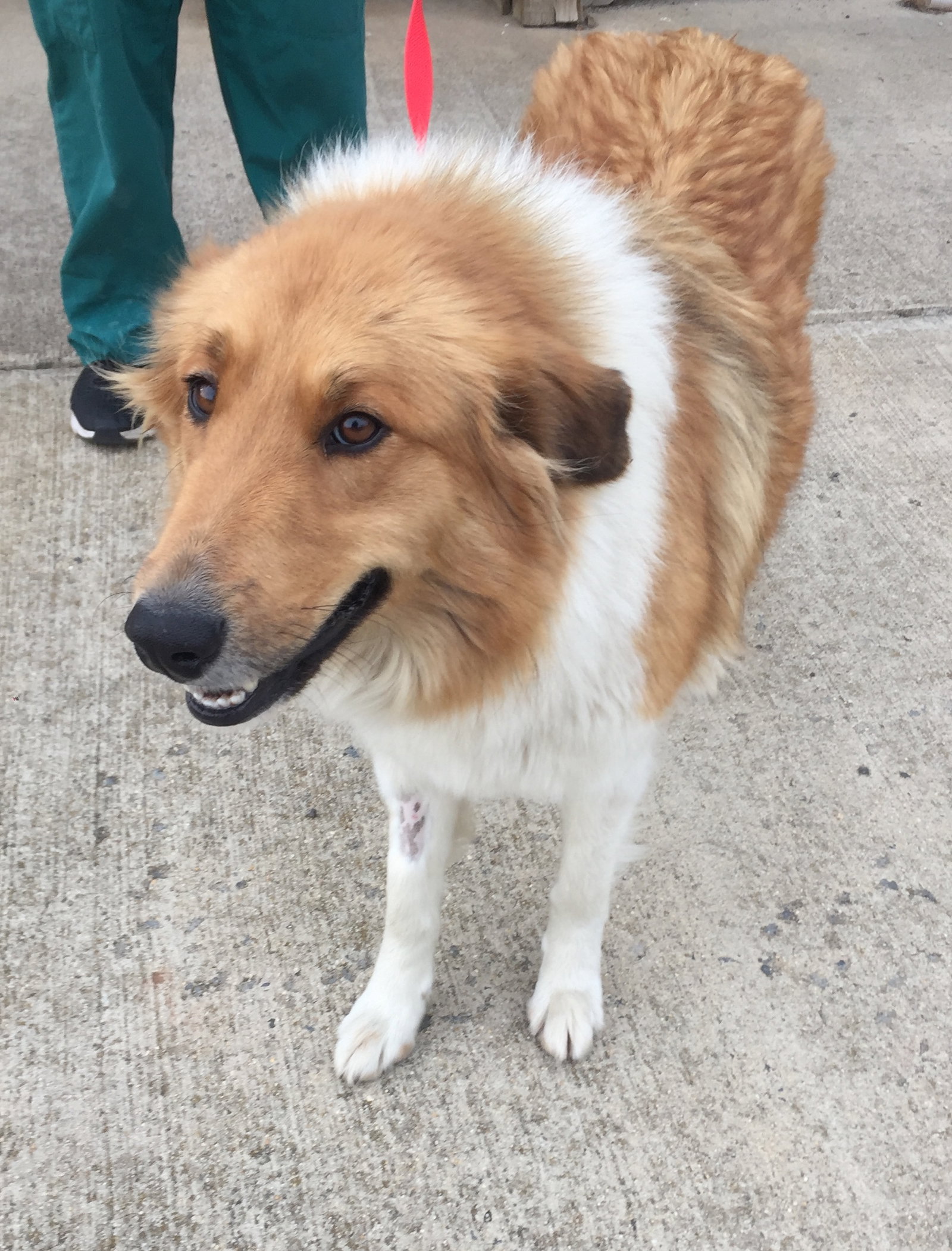 Molly - photo 3