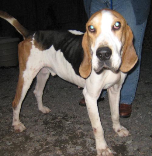Banks a Adult Male Treeing Walker Coonhound / Mixed (short coat) adopted through Collie Rescue