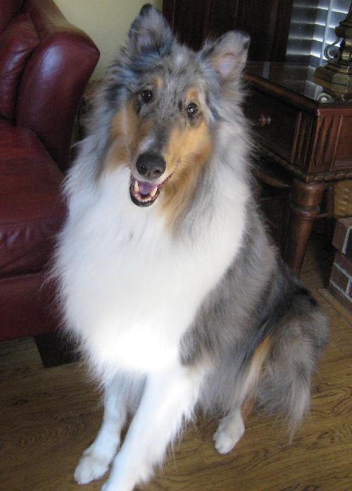 Jack a Adult Male Collie (long coat) adopted through Collie Rescue