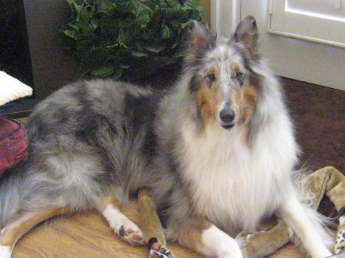 Jack - photo 4