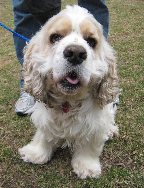 Lucky a Adult Male Cocker Spaniel (long coat) adopted through Collie Rescue