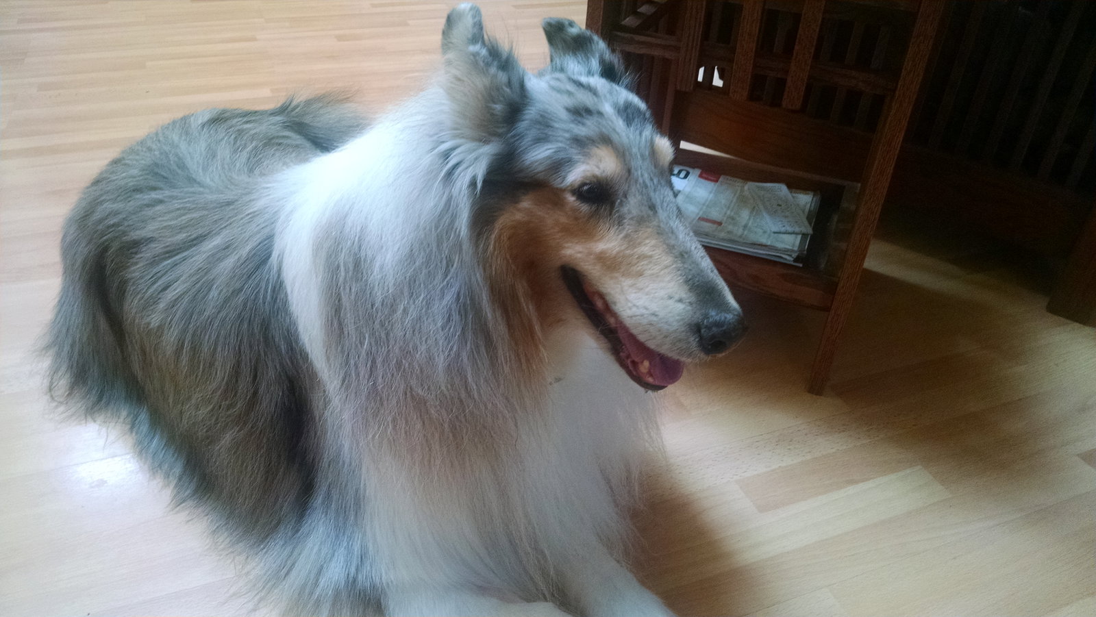 Jasper a Adult Male Collie (long coat) adopted through Collie Rescue