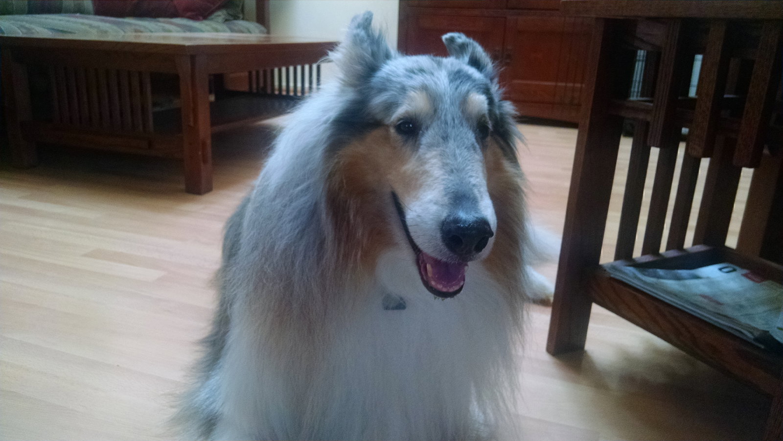 Jasper - photo 2