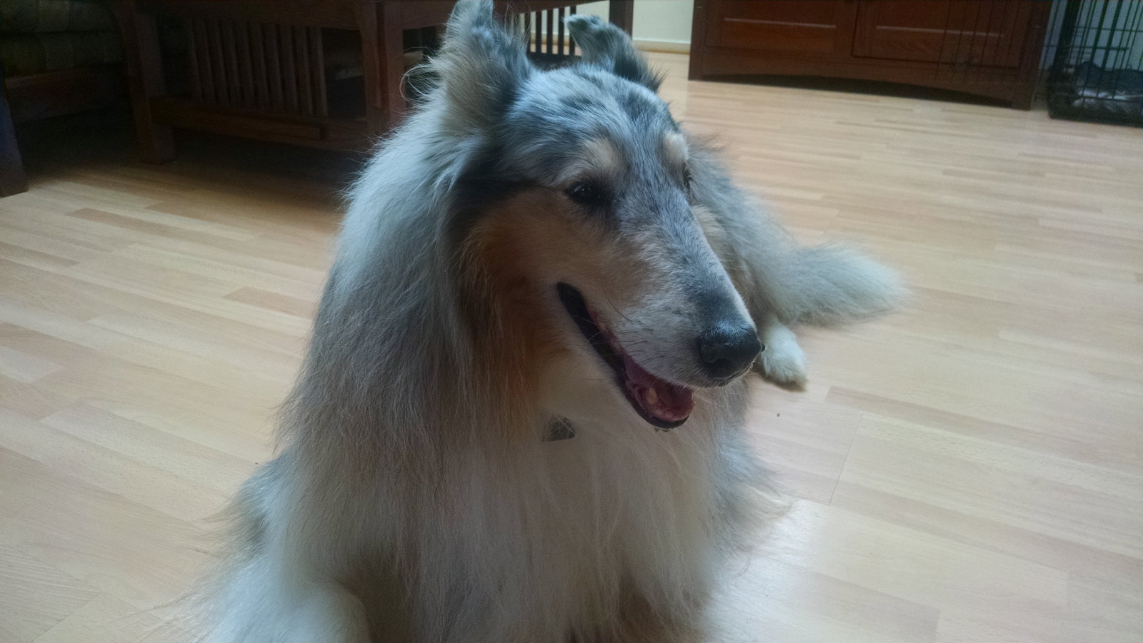 Jasper - photo 3