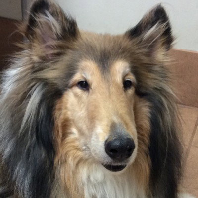 Lassie - photo 3
