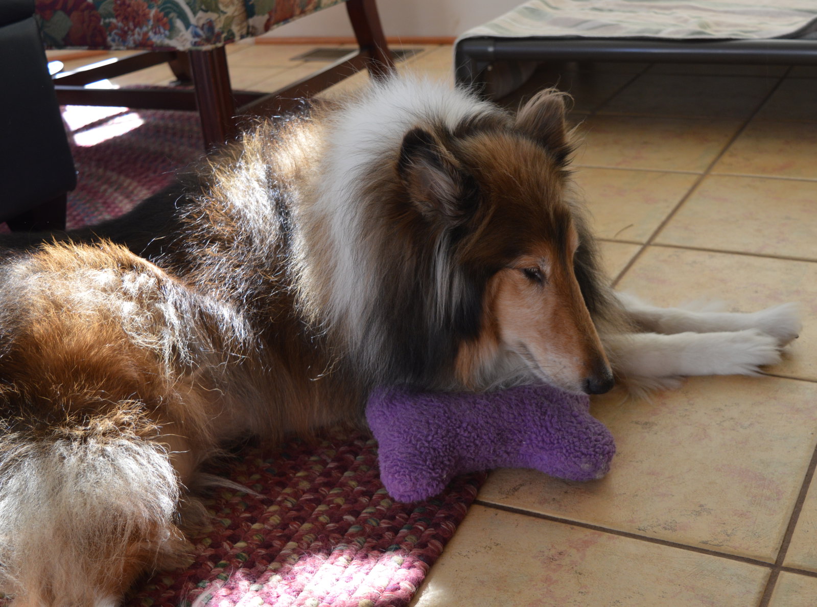 Lassie - photo 2
