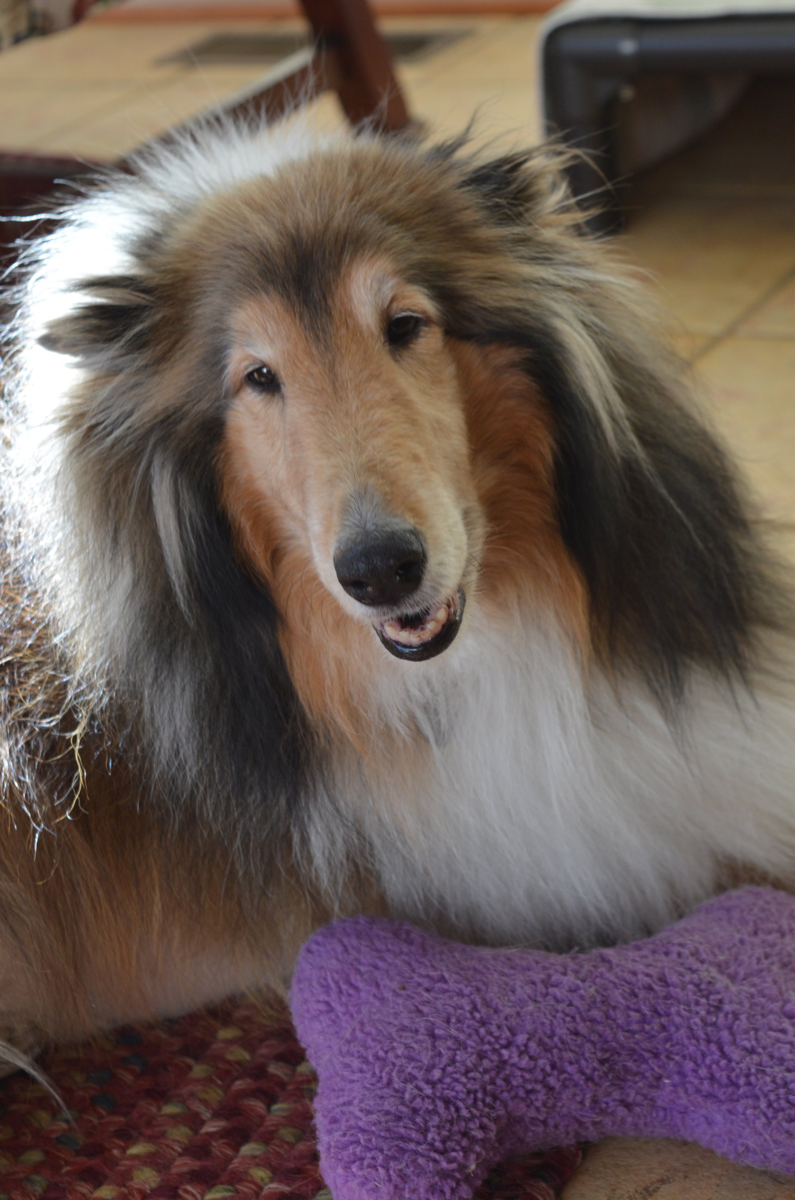 Lassie a Adult Female Collie (long coat) adopted through Collie Rescue