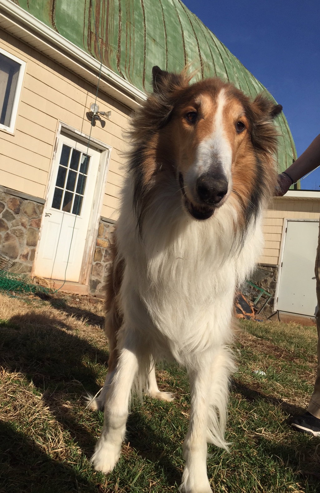 Scout a Adult Male Collie / Collie (long coat) adopted through Collie Rescue