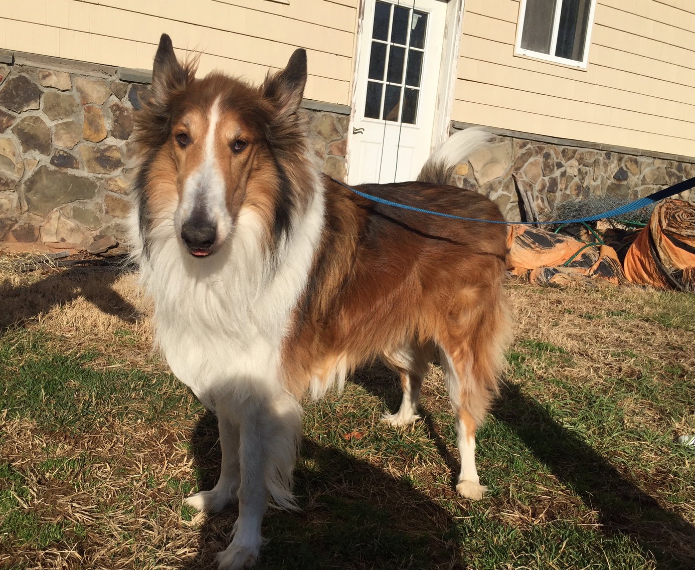 Scout - photo 2