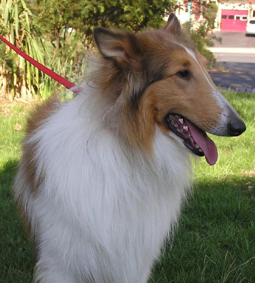 Chief a Young Male Collie (long coat) adopted through Collie Rescue
