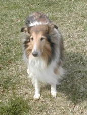 Cassie a Senior Female Collie (long coat) adopted through Collie Rescue
