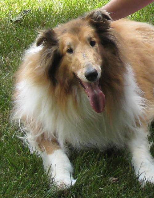 Sarah a Senior Female Collie (long coat) adopted through Collie Rescue