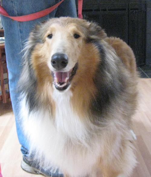 Angel a Adult Female Collie (long coat) adopted through Collie Rescue