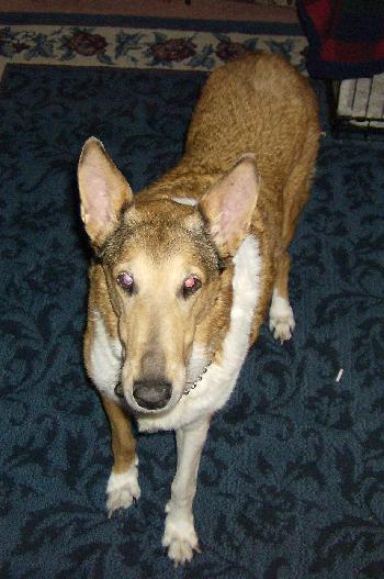 Lady a Senior Female Collie (short coat) adopted through Collie Rescue