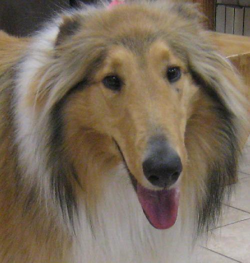 Bonnie a Young Female Collie (long coat) adopted through Collie Rescue