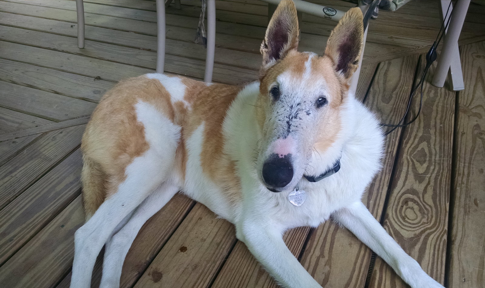 Echo a Adult Male Collie (short coat) adopted through Collie Rescue