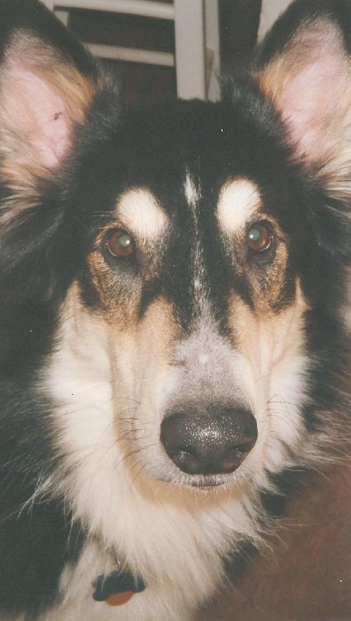 Gibbs a Adult Male Collie / Mixed (medium coat) adopted through Collie Rescue