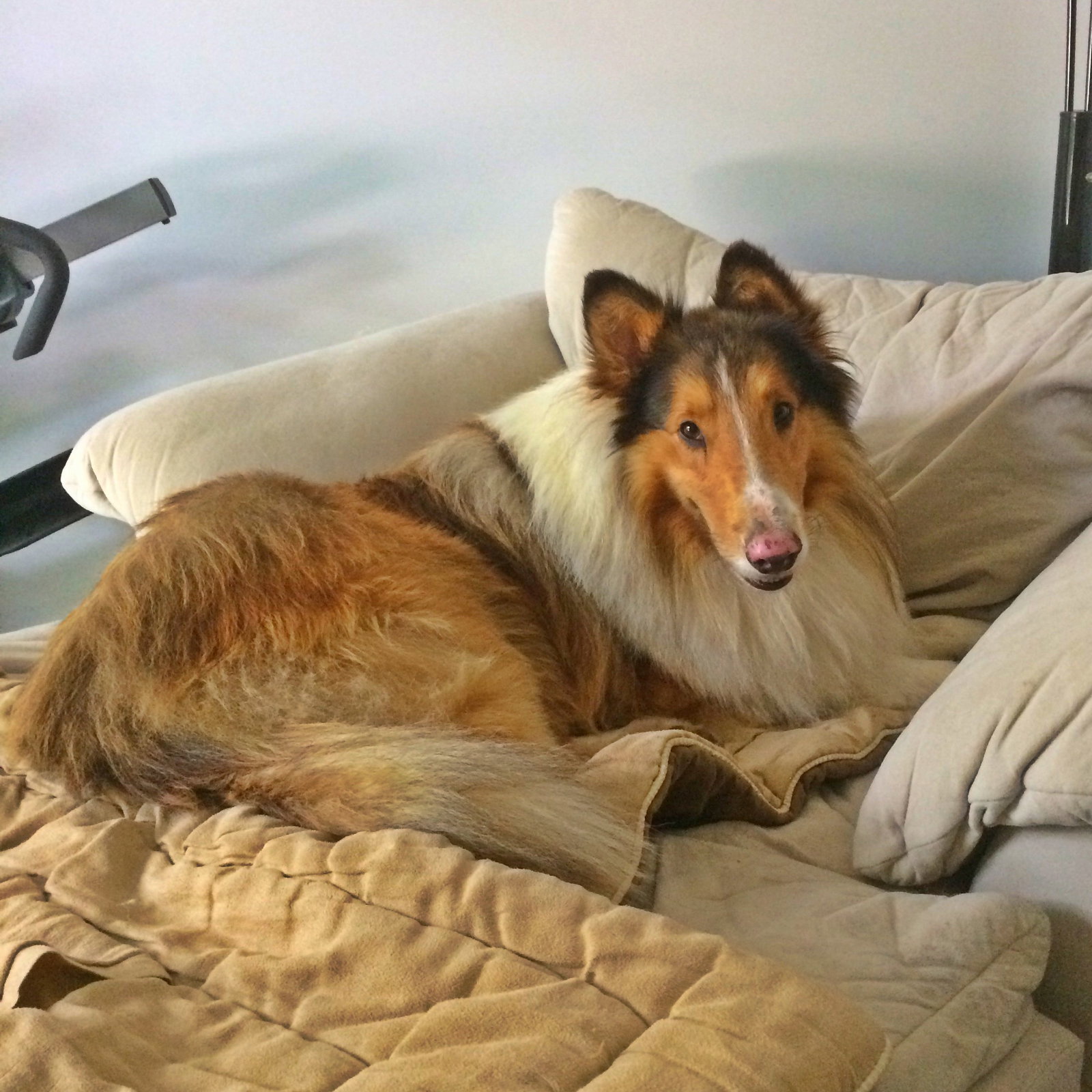 Smokey - photo 2