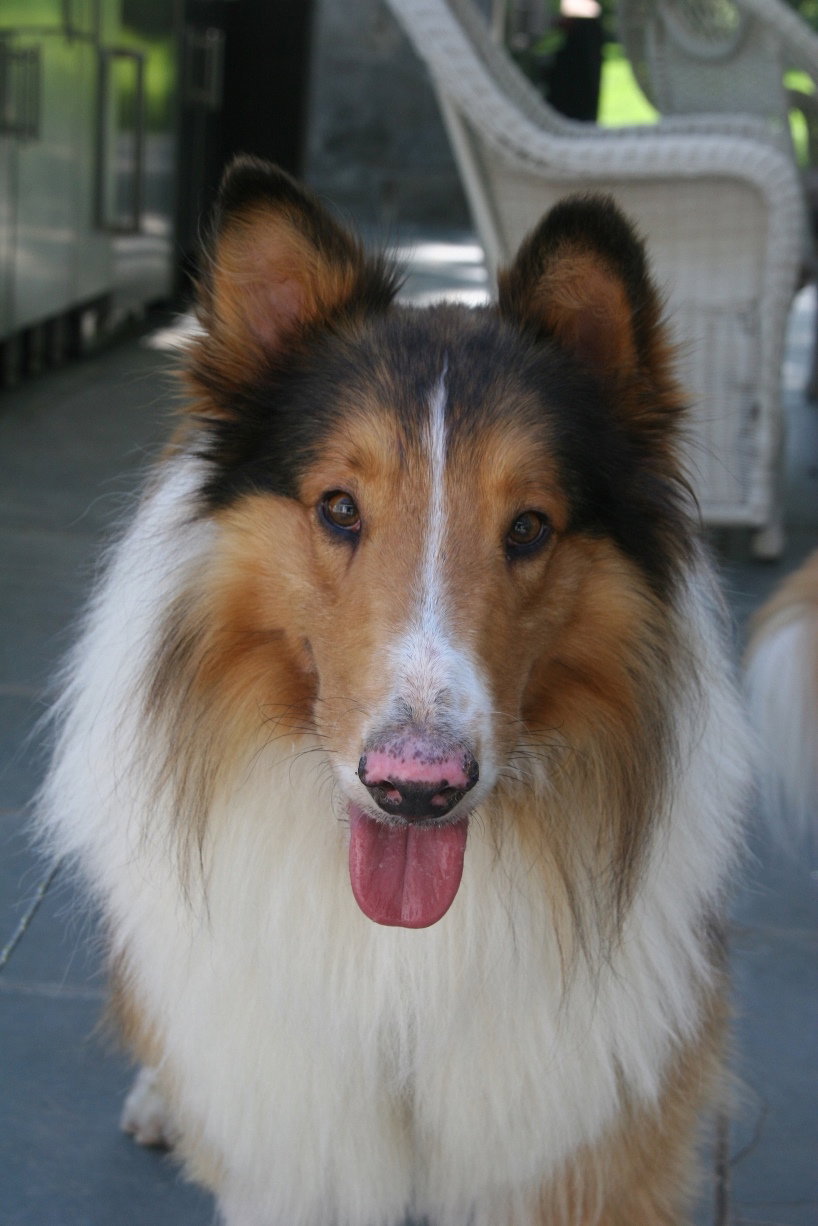 Smokey a Adult Male Collie (long coat) adopted through Collie Rescue