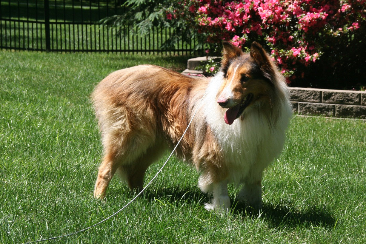 Smokey - photo 3