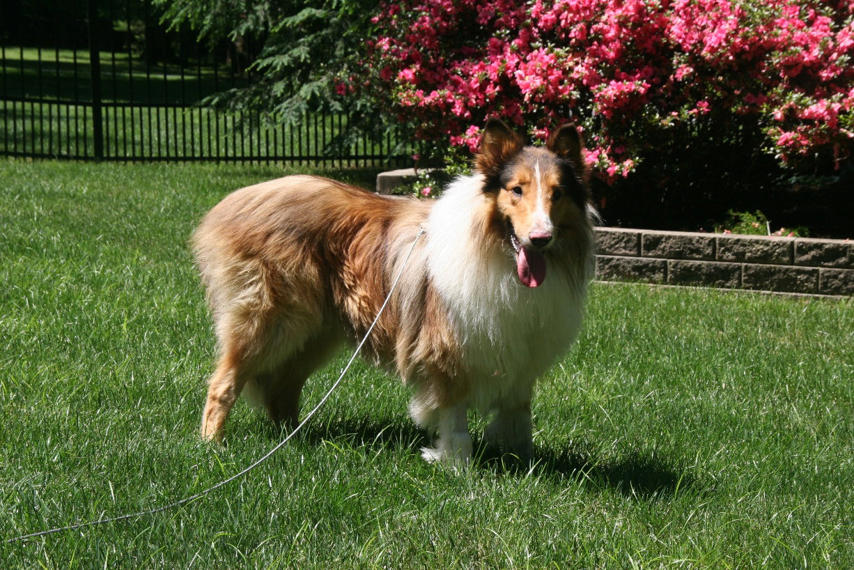Smokey - photo 4