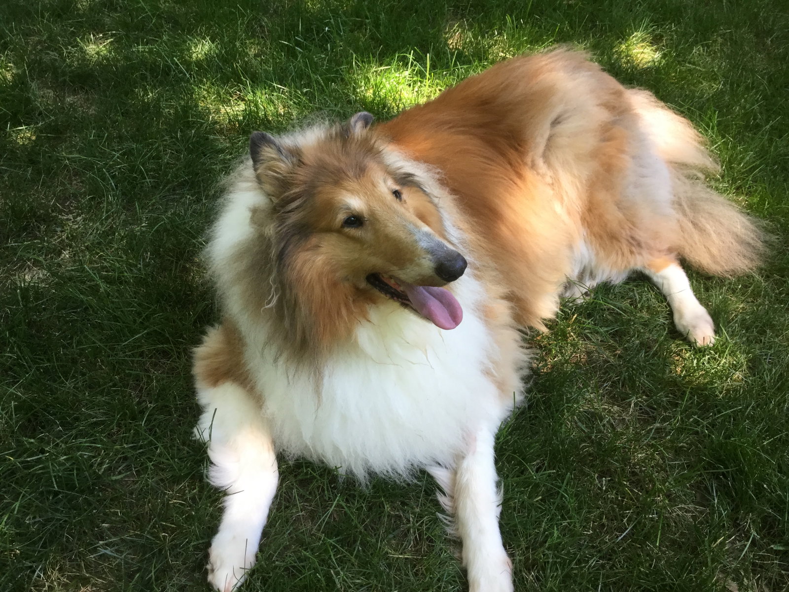 Sheba - photo 2