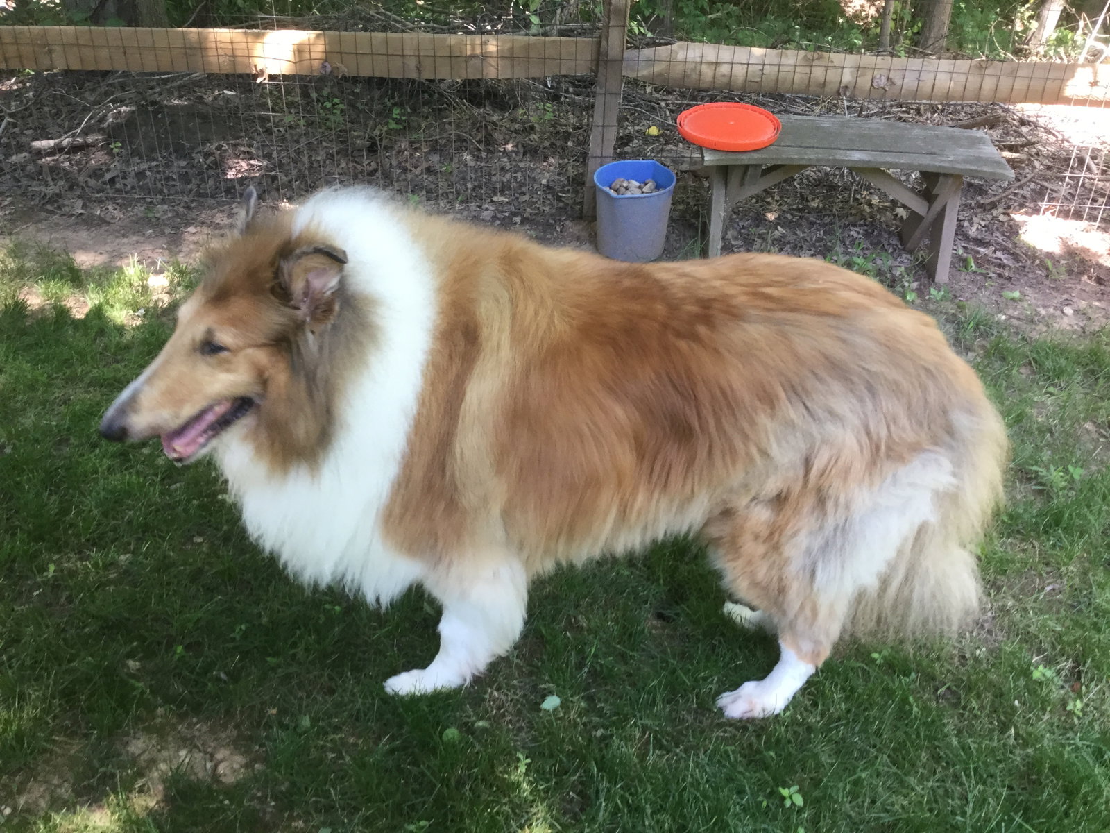 Sheba - photo 3
