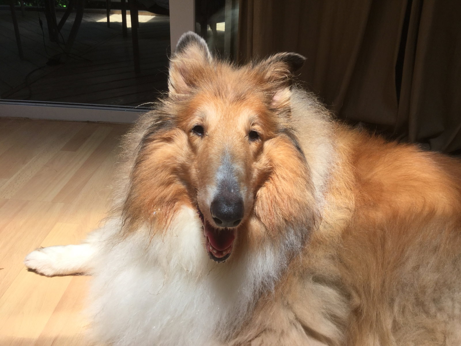 Sheba - photo 4