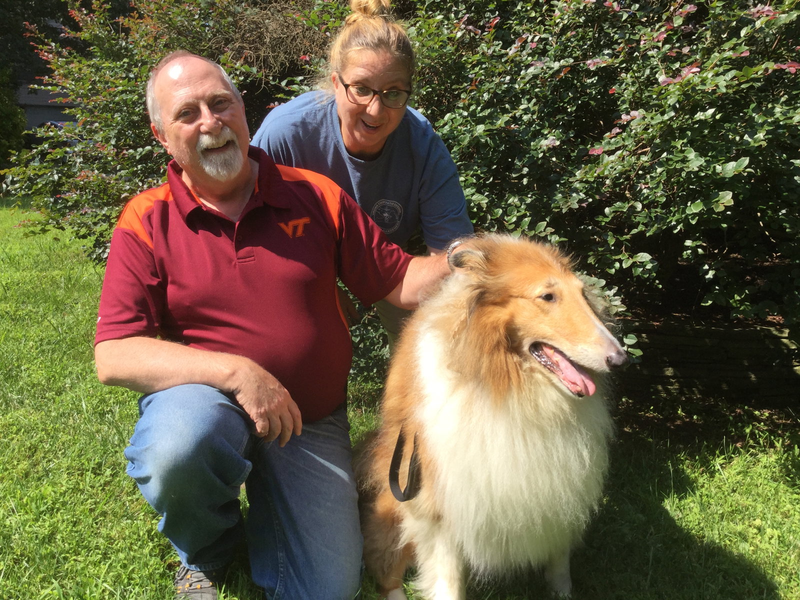 Sheba a Adult Female Collie (long coat) adopted through Collie Rescue