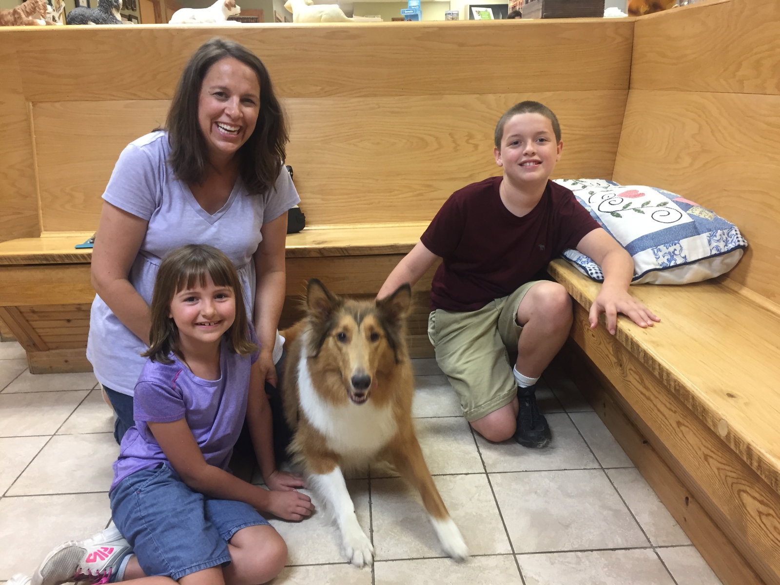 Laceigh a Adult Female Collie (long coat) adopted through Collie Rescue
