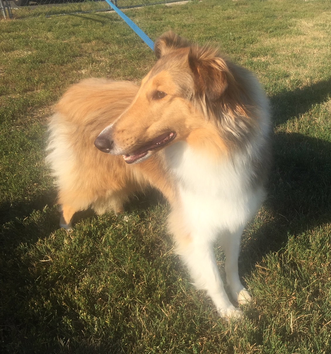 Belle a Adult Female Collie (long coat) adopted through Collie Rescue