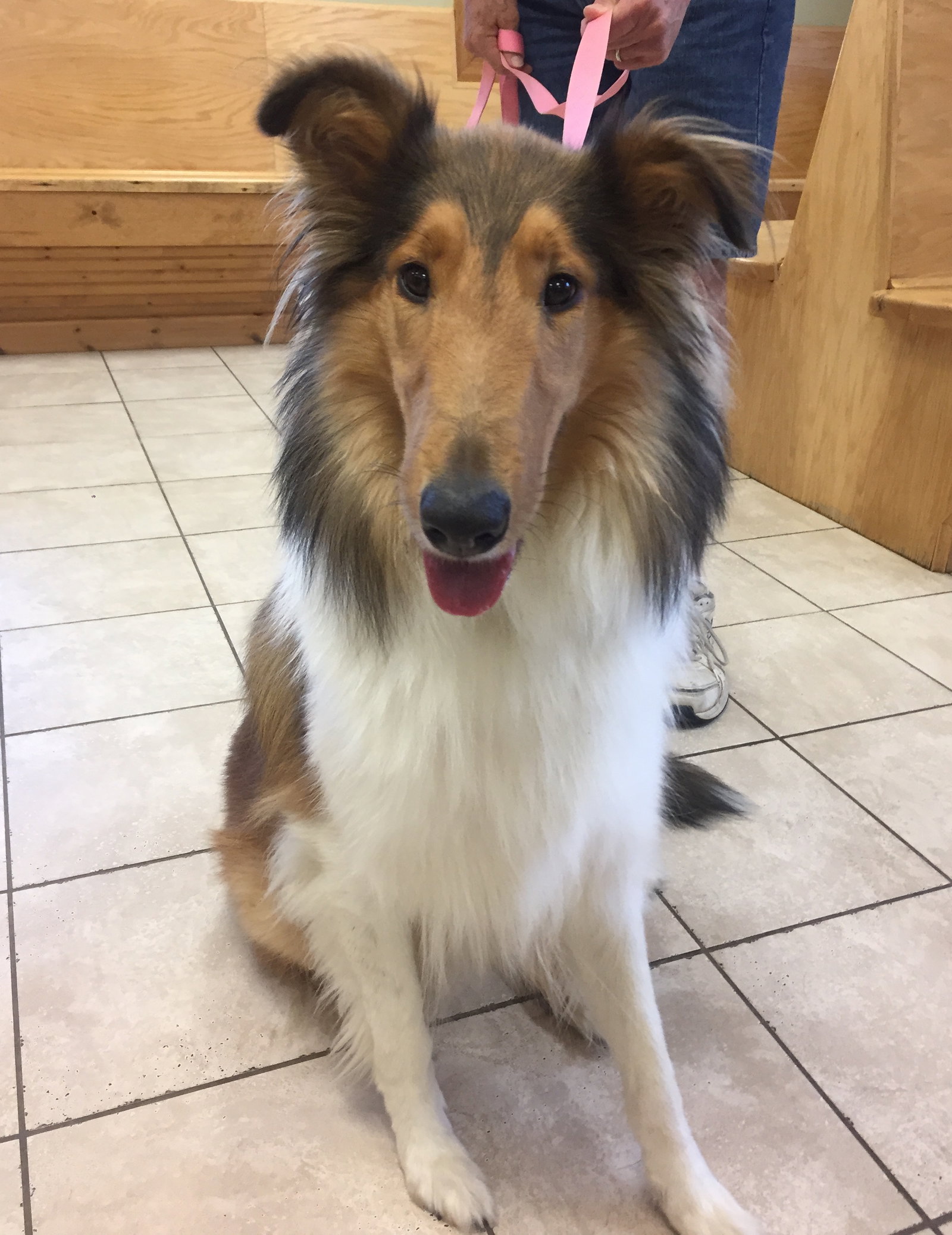 Winnie a Adult Female Collie (long coat) adopted through Collie Rescue