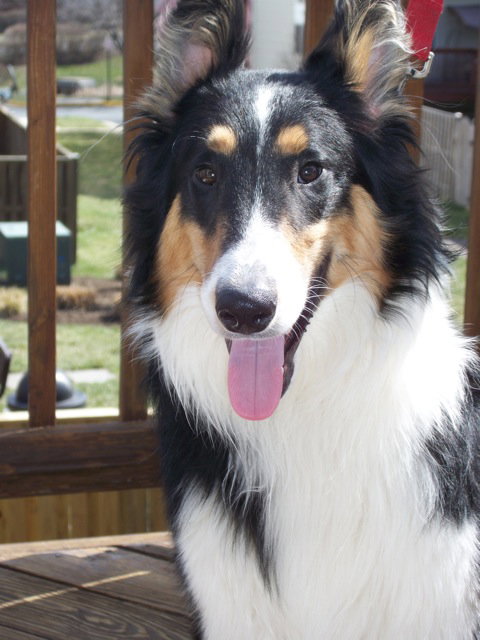 Gus - photo 2