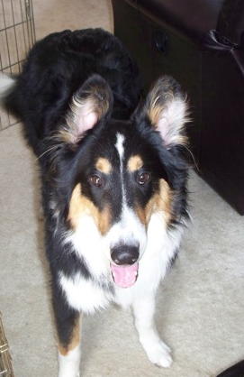 Gus - photo 3