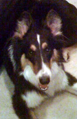 Gus a Young Male Collie (long coat) adopted through Collie Rescue