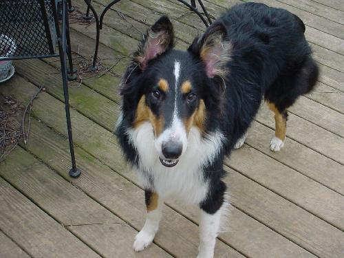 Gus - photo 4