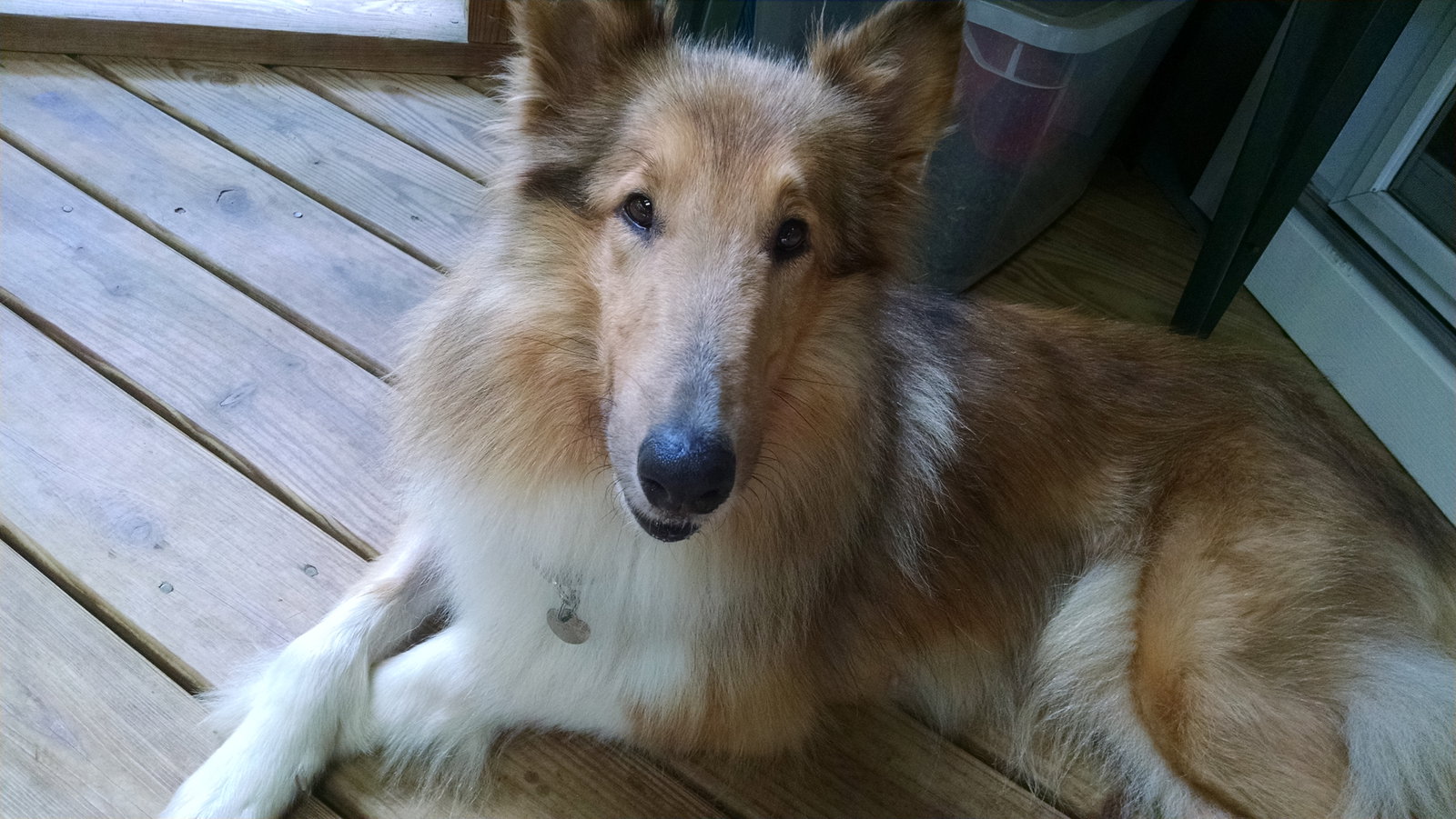 Dora a Adult Female Collie (long coat) adopted through Collie Rescue