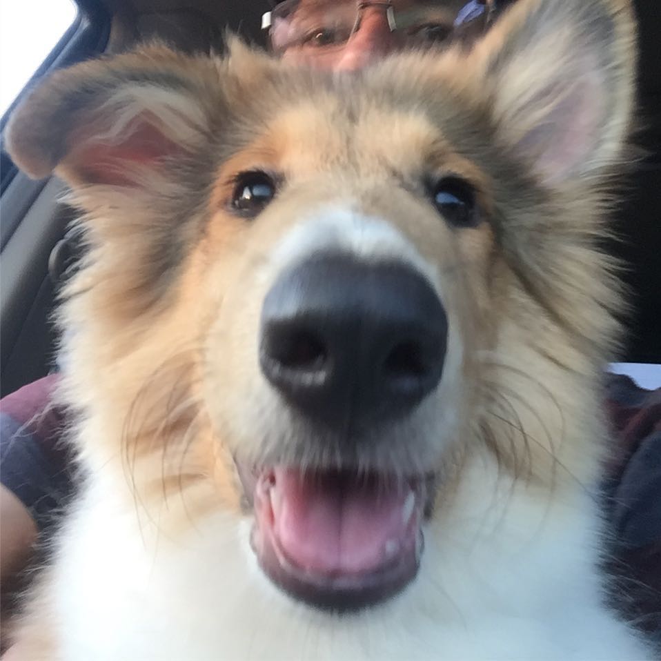 Theo a Baby Male Collie (long coat) adopted through Collie Rescue