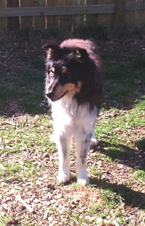 Beau a Adult Male Collie / Mixed (long coat) adopted through Collie Rescue