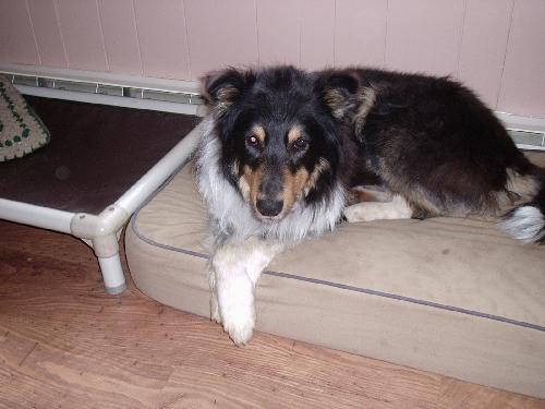 Beau - photo 2