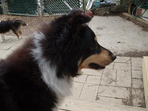 Beau - photo 3