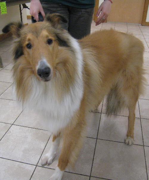 Winston a Young Male Collie (long coat) adopted through Collie Rescue
