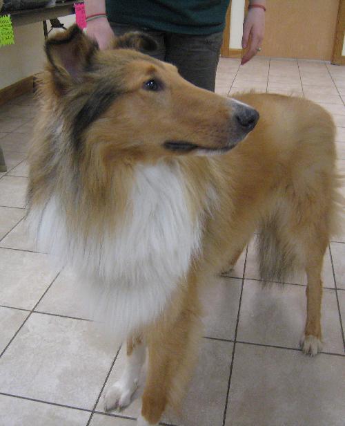 Winston - photo 2