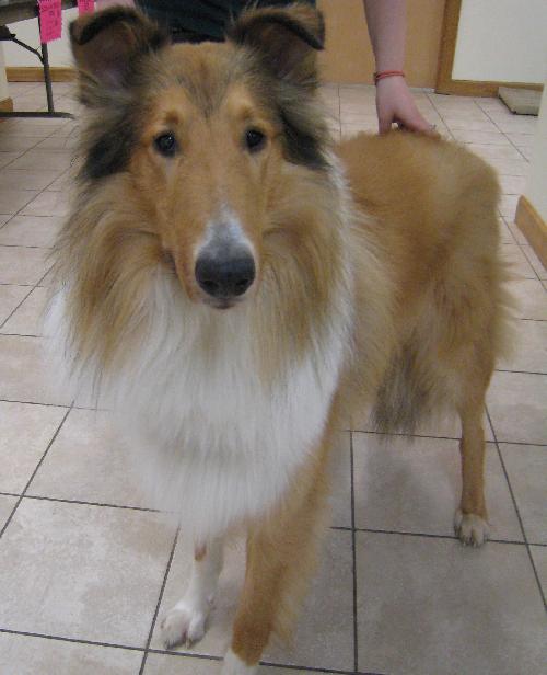 Winston - photo 3