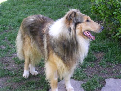 Sampson a Adult Male Collie (long coat) adopted through Collie Rescue