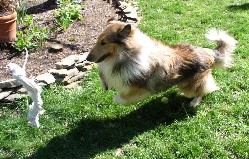 Sampson - photo 2