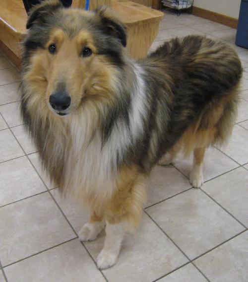 Sampson - photo 3